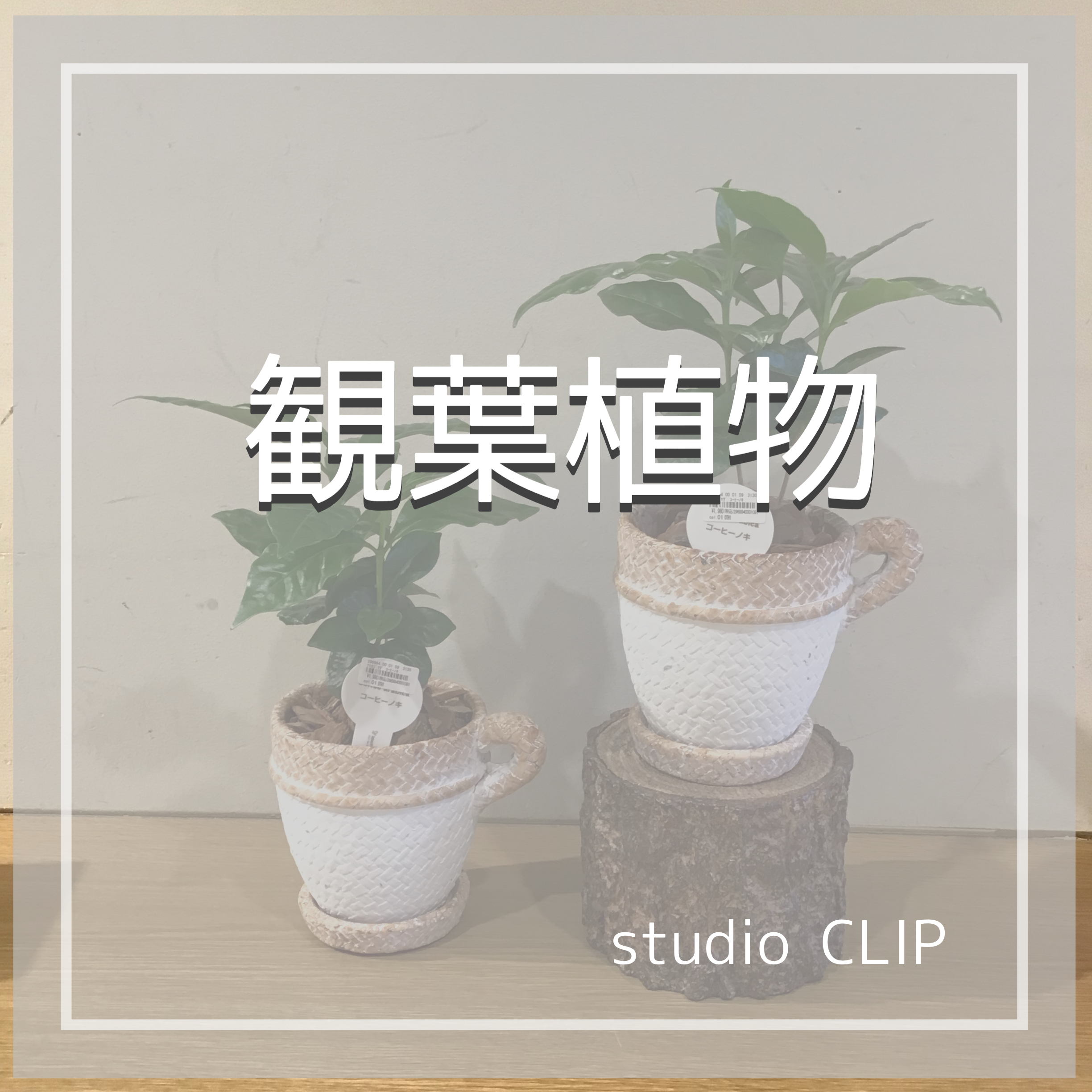 ☆観葉植物☆